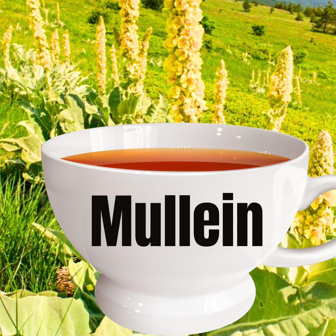 Mullein Tea